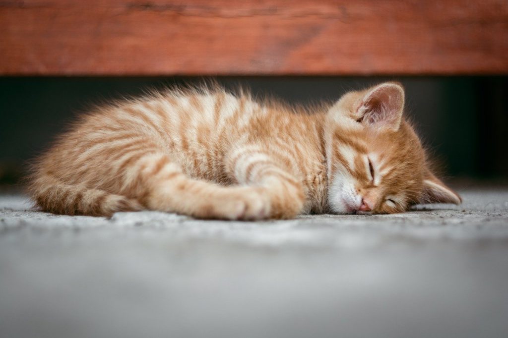 chaton endormi