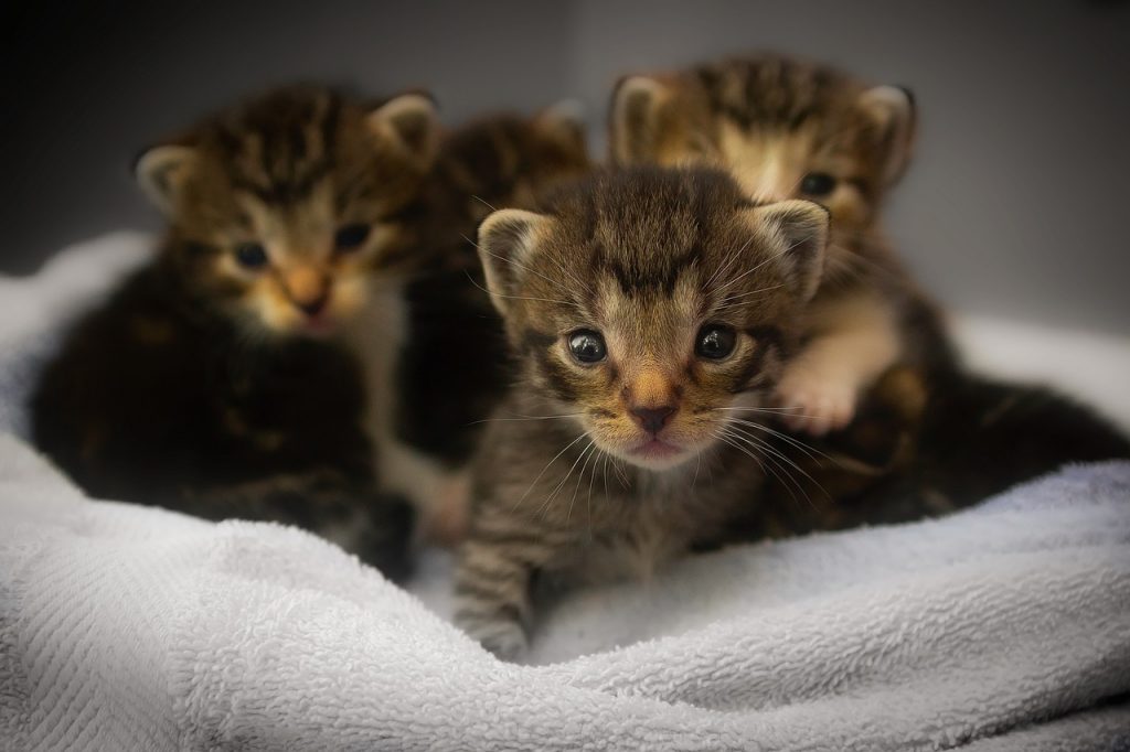 4 chatons quelques jours après leur naissance