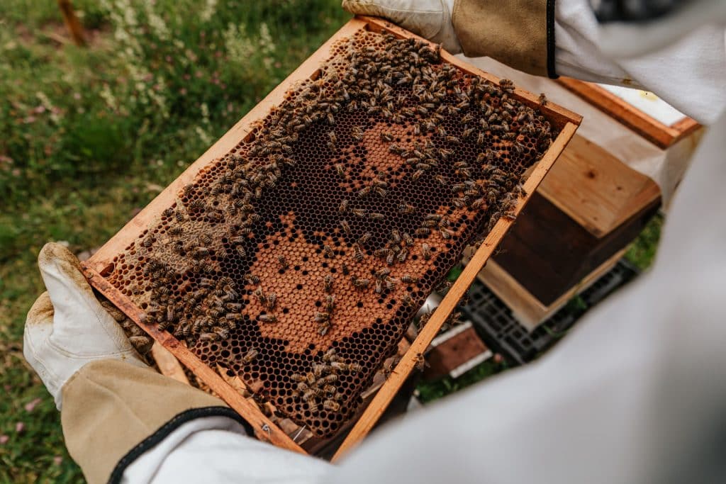 projet apiculture